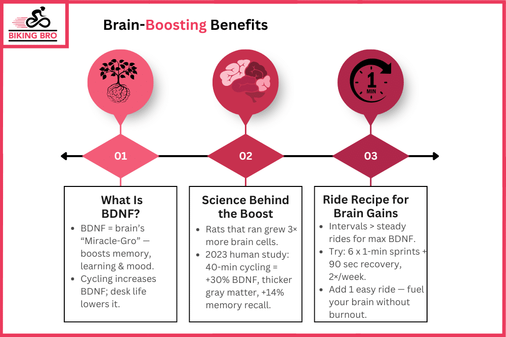 Brain-Boosting Benefits Neurogenesis & BDNF On Two Wheels.png